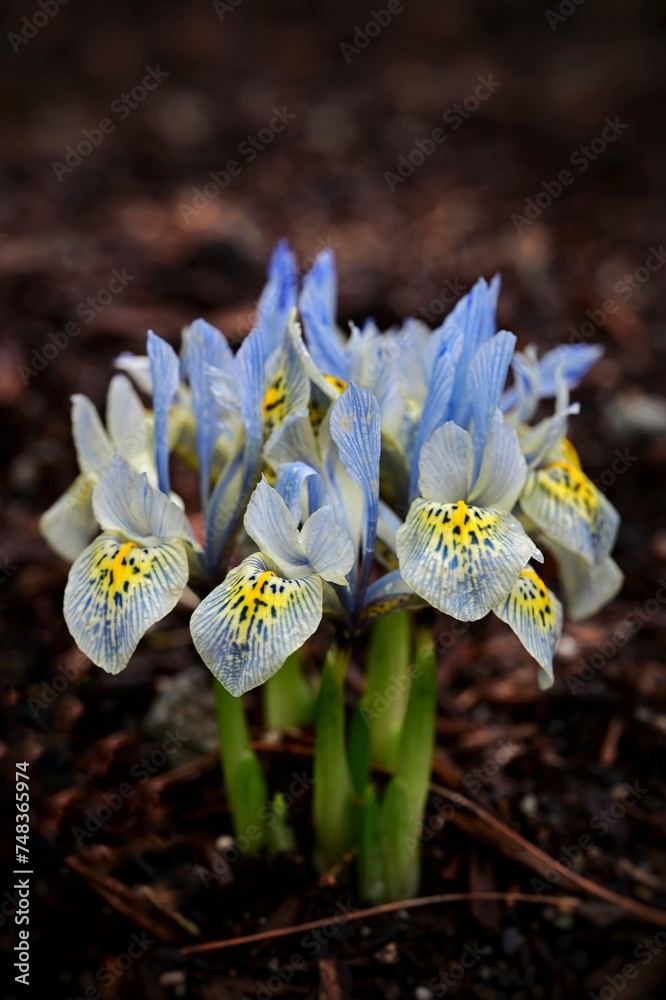 Bright blue iris flower, early sprint in Victoria, Vancouver Island, British Columbia, Canada Bright blue iris flower, early sprint in Victoria, Vancouver Island, British Columbia, Canada