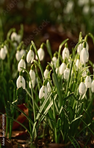 Beautiful and gentle snowdrops, first signs of sprint in Victoria, Vancouver Island, British Columbia, Canada