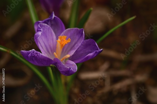 Gentle and bright crocus flowers  first signs of sprint in Victoria  Vancouver Island  British Columbia  Canada