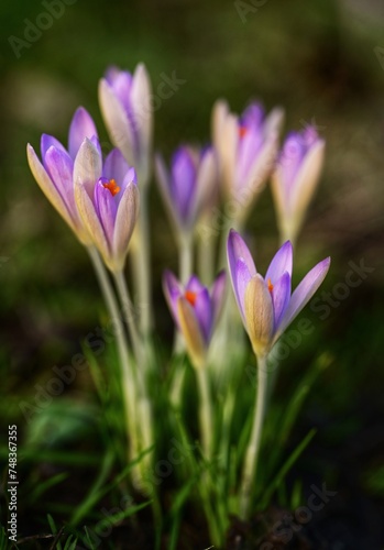 Gentle and bright crocus flowers, first signs of sprint in Victoria, Vancouver Island, British Columbia, Canada