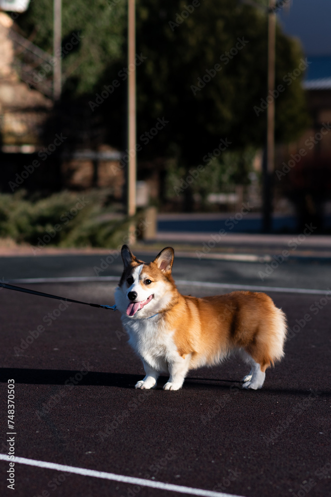 Portrait of a Pembroke Welsh Corgi puppy on a sunny day. He stands and looks to the side, sticking out his tongue. Happy little dog. Concept of care, animal life, health, show