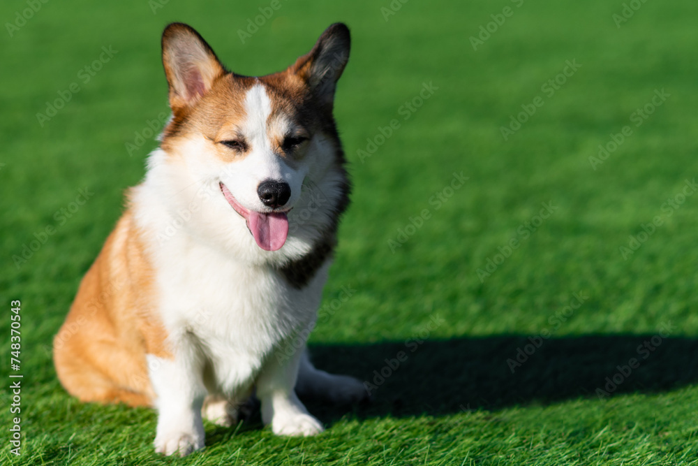 Pembroke Welsh Corgi puppy walks on a sunny day in a clearing with green grass. He sits with his tongue hanging out and his eyes closed. Happy little dog. Concept of care, animal life, health, show