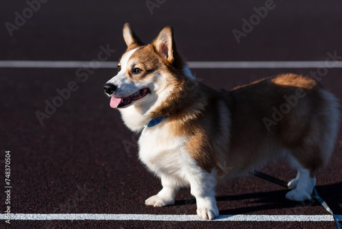 Portrait of a Pembroke Welsh Corgi puppy on a sunny day. He stands and looks to the side, sticking out his tongue. Happy little dog. Concept of care, animal life, health, show photo