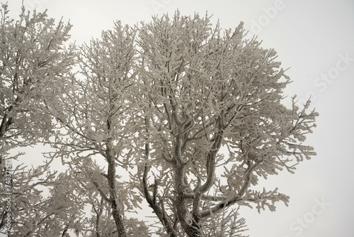 A winter landscape  winterwonderland snowscape frosty coldweather snowyday wintermagic winterphotography