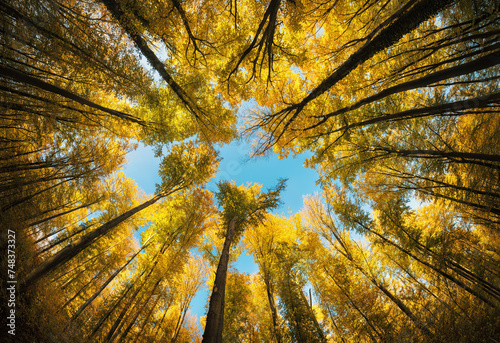 Autumnal sunlit tree canopy with yellow foliage framing the blue sky. A super wide angle shot showing the majestic scale of the forest © Smileus