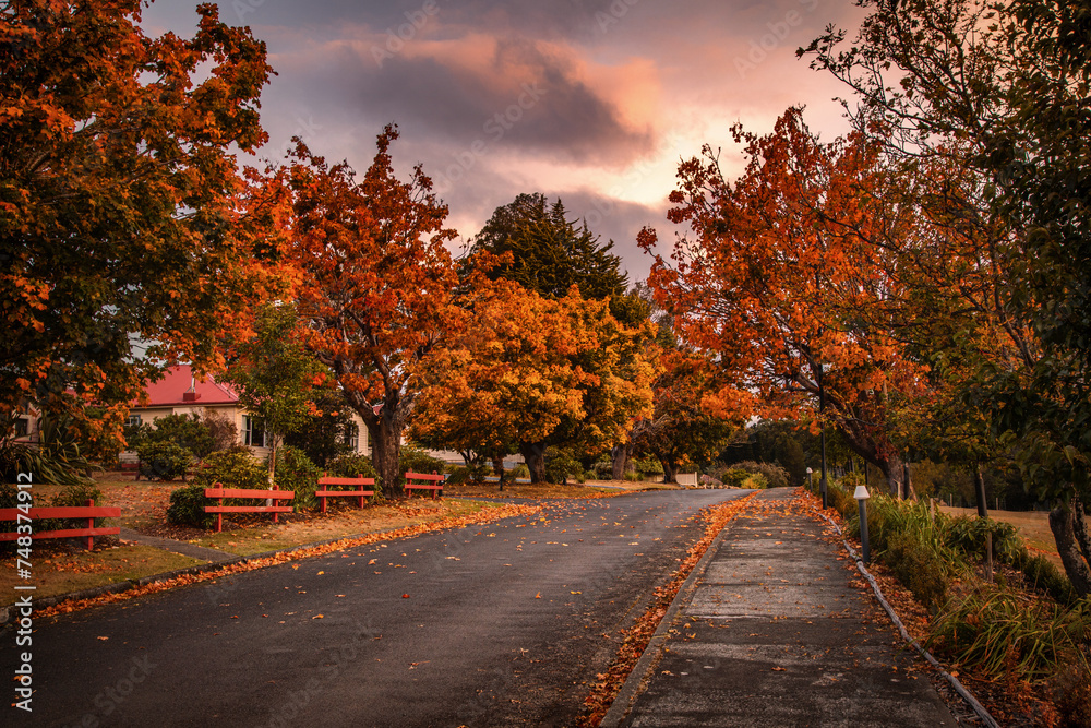 The autumn view of the country road in Tarraleah town in Tasmania in the dusk 