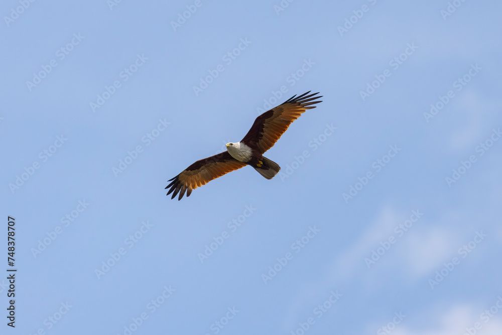 Fototapeta premium Brahminy kite (red-backed sea-eagle) in flight in natural native habitat, Bentota Beach, Sri Lanka
