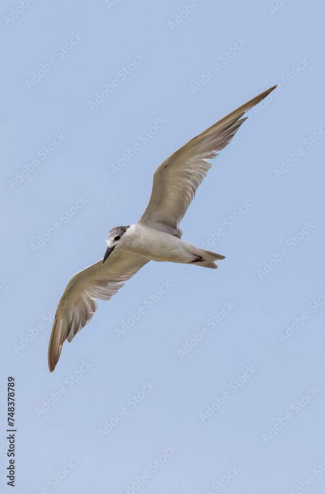 Whiskered Tern in flight seen in natural native habitat, Bentota Beach, Sri Lanka Whiskered Tern in flight seen in natural native habitat, Bentota Beach, Sri Lanka