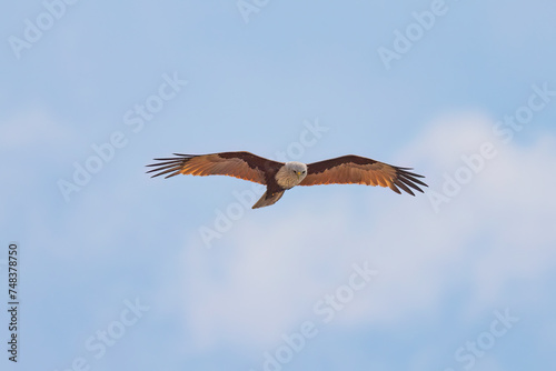 Brahminy kite (red-backed sea-eagle) in flight in natural native habitat, Bentota Beach, Sri Lanka © hyserb