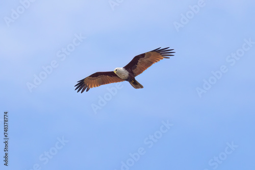 Brahminy kite  red-backed sea-eagle  in flight in natural native habitat  Bentota Beach  Sri Lanka