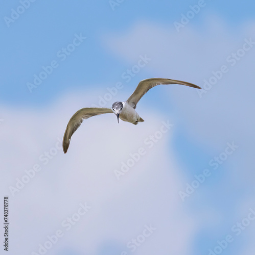 Whiskered Tern in flight seen in natural native habitat  Bentota Beach  Sri Lanka