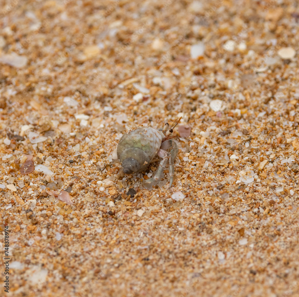 Hermit crab in shell on sandy beach in natural native habitat, Bentota Beach, Sri Lanka