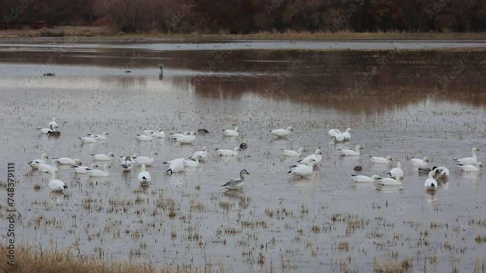 Snow geese on the wetland - Bosque del Apache National Wildlife Refuge, New Mexico Snow geese on the wetland - Bosque del Apache National Wildlife Refuge, New Mexico