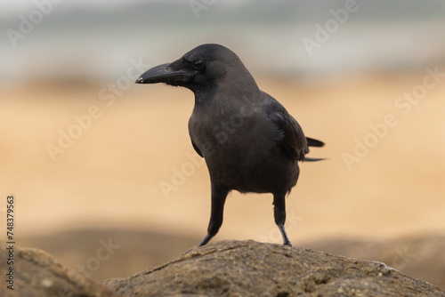 Close up of a Large-Billed Crow perched on a rock in natural native habitat, Bentota Beach, Sri Lanka