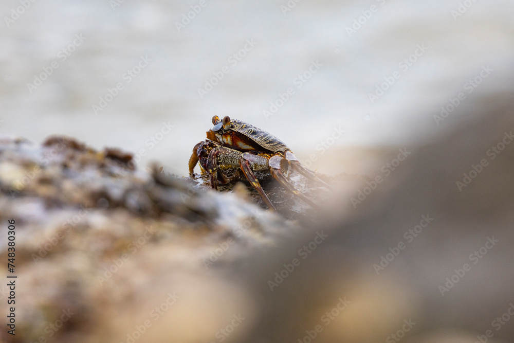 Crabs on rocks along the Indian Ocean coastline in natural native habitat, Bentota Beach, Sri Lanka
