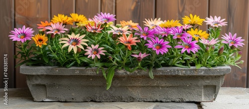 A planter filled with a variety of colorful flowers, including Gazania linearis, also known as treasure flowers, in full bloom. The vibrant blossoms create a lively and colorful display.