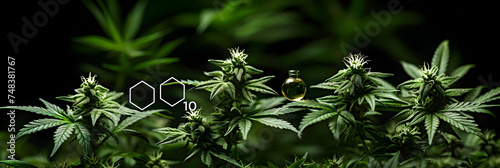 Chemical Formula of Cannabis Plants with Cannabinoids,  green plants in the forest  photo