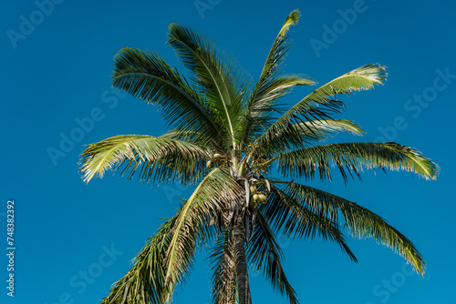 Kanaha Pond State Wildlife Sanctuary. Kahului Maui Hawaii. The coconut tree (Cocos nucifera) is a member of the palm tree family (Arecaceae) and the only living species of the genus Cocos 