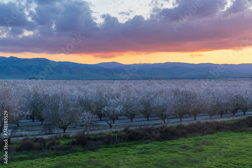 Atmospheric Sunset over Almond Blooming Orchards near Modesto, Stanislaus County, California.