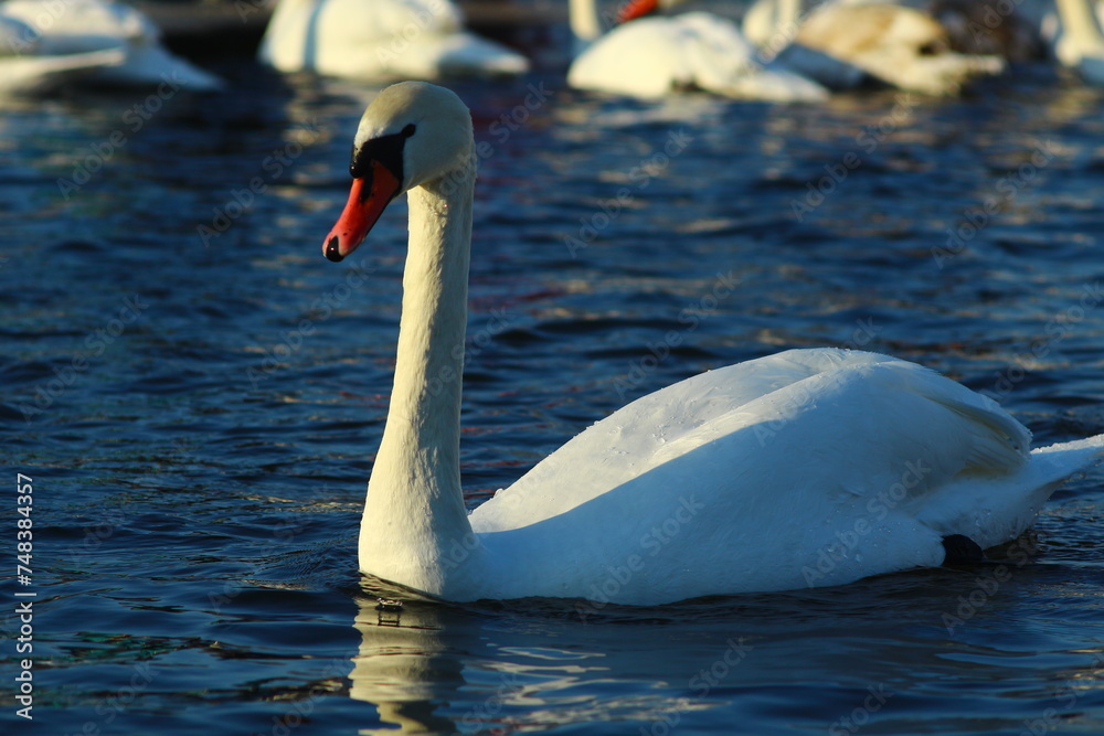 Naklejka premium swans on the lake