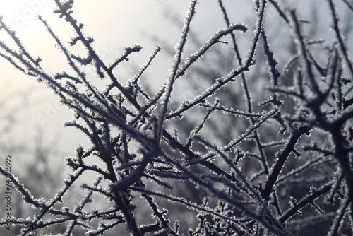 branches of a tree in winter