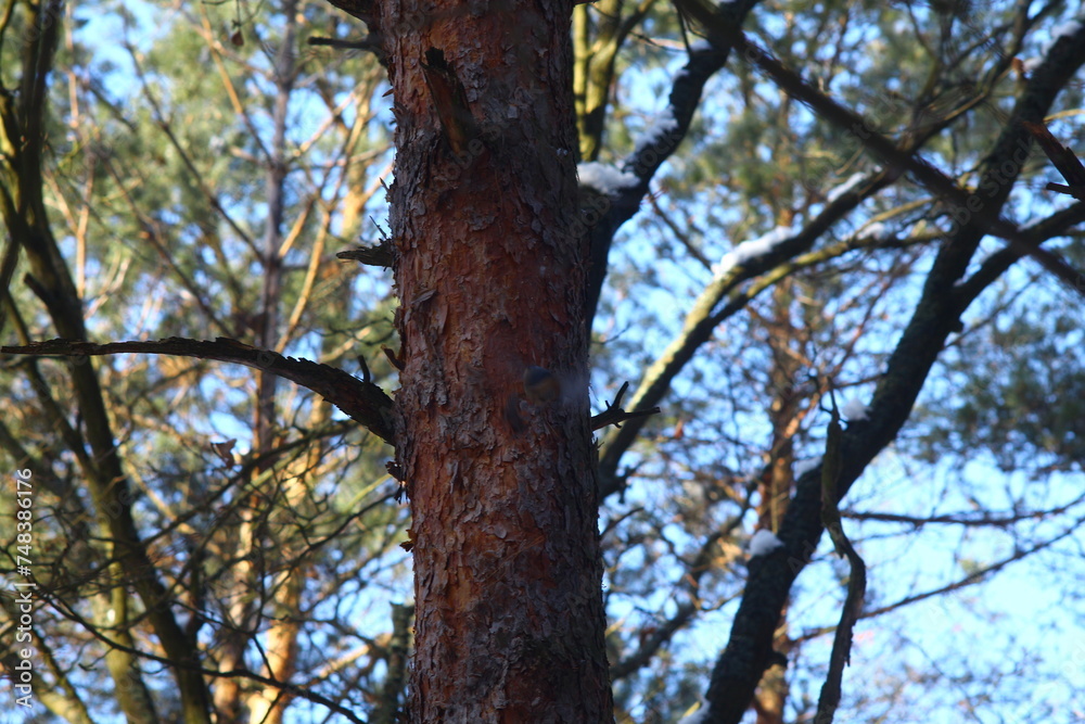 tree and sky