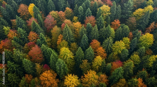 aerial view of deciduous forest in autumn generative ai
