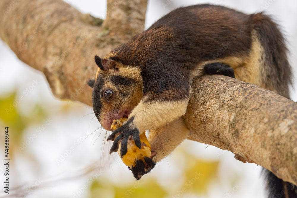 Sri Lankan giant squirrel seen in tree feeding on a banana in natural native habitat, Bentota Beach, Sri Lanka