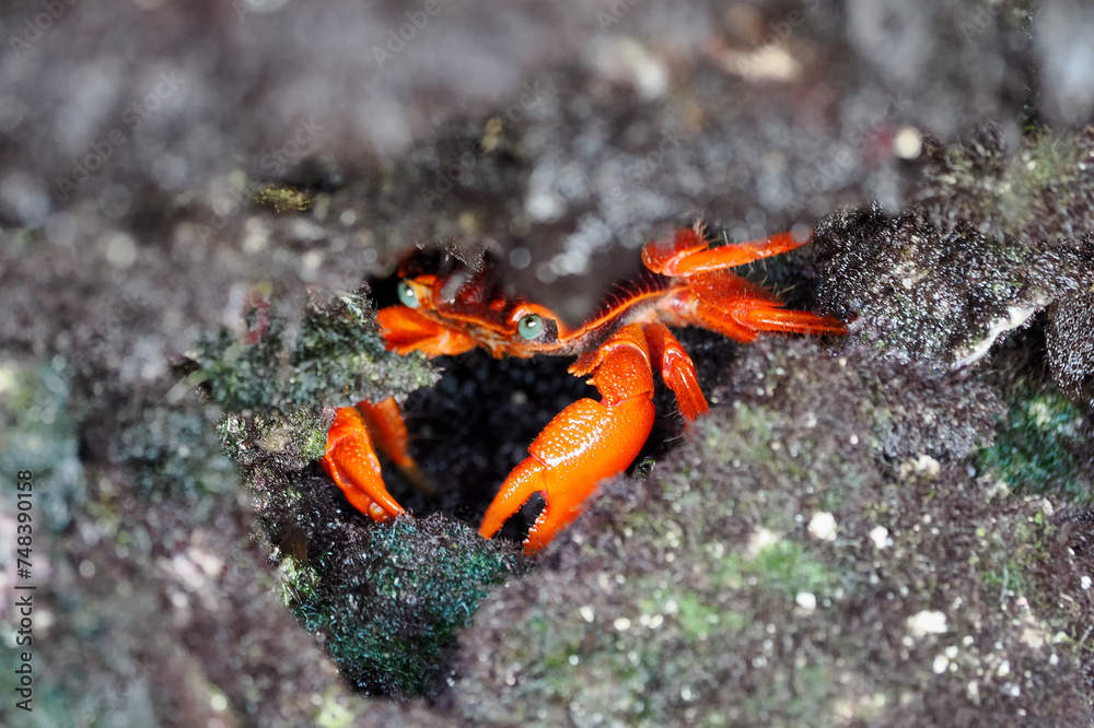 The red crab (Gecarcoidea natalis) is a species of land crab that is endemic to Christmas Island and the Cocos (Keeling) Islands in the Indian Ocean. Zanzibar