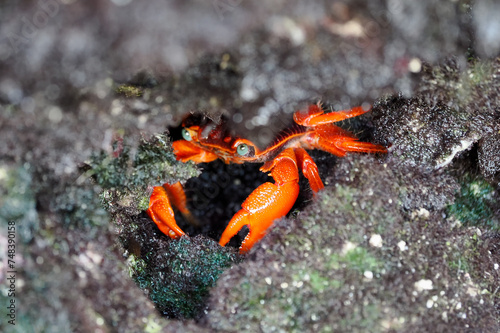 The red crab (Gecarcoidea natalis) is a species of land crab that is endemic to Christmas Island and the Cocos (Keeling) Islands in the Indian Ocean. Zanzibar
