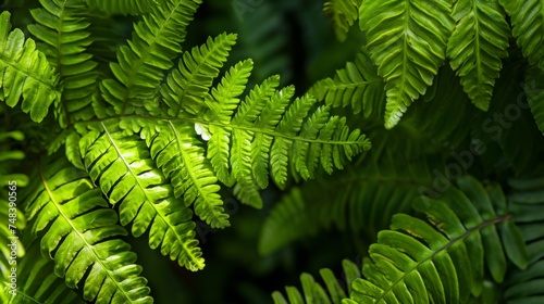 Green leaves of tree ferns generative ai