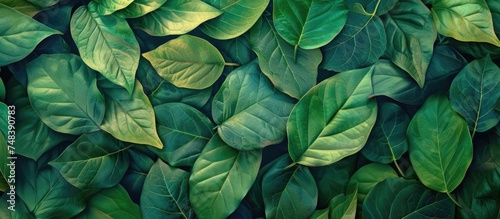 This close-up shows a wall covered entirely with green leaves  creating a lush and vibrant natural backdrop. The leaves are tightly packed together  forming a dense and textured surface.