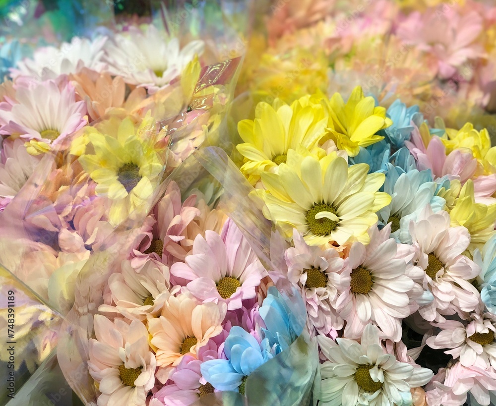Pastel Daisies Pastel Daisies