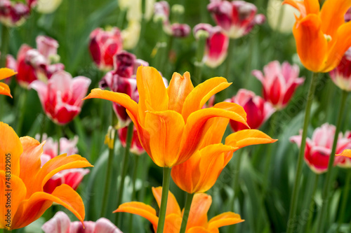 Flowerbed treasures. Yellow  red and orange tulips with green leaves in a flowerbed