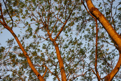 Branches of a great leadtree, tepeguaje, leucaena lveruienta, a native tree of Southwest Texas, against a blue sky.