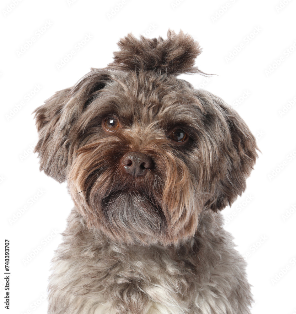 Cute Maltipoo dog on white background. Lovely pet Cute Maltipoo dog on white background. Lovely pet