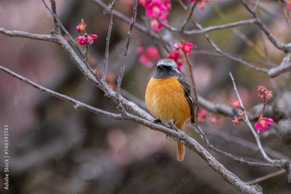 満開の紅梅に囲まれてくつろぐジョウビタキ オス