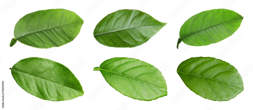 Green leaves of lemon tree isolated on white, set Green leaves of lemon tree isolated on white, set