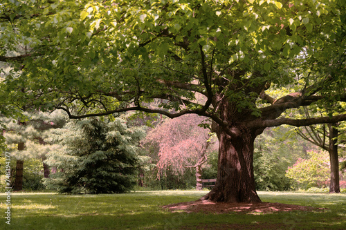 Summer scene in a park - shadowy lawn under the branches of an old tree with green and pink trees in the background