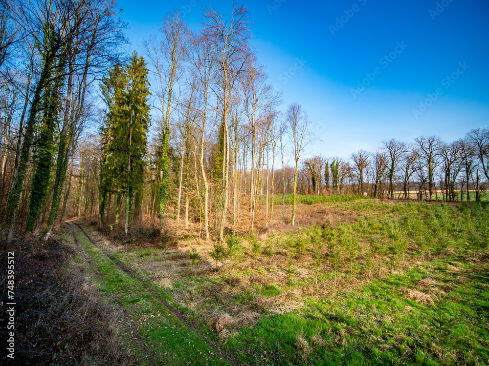 Wiederaufforstung im Mischwald