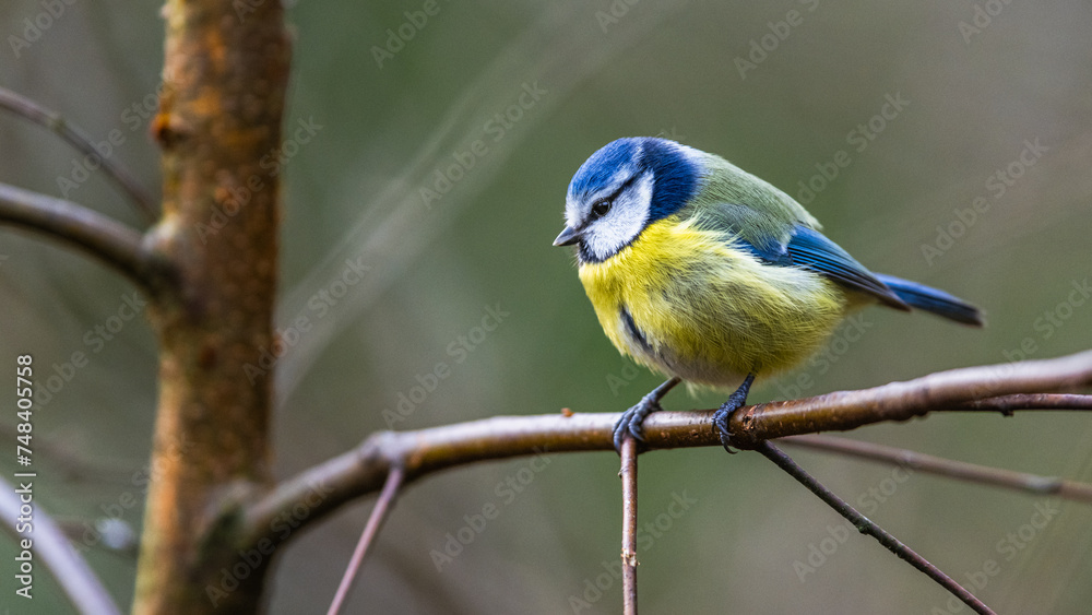 Obraz premium Blue Tit, Cyanistes Caeruleus, bird in forest at winter time
