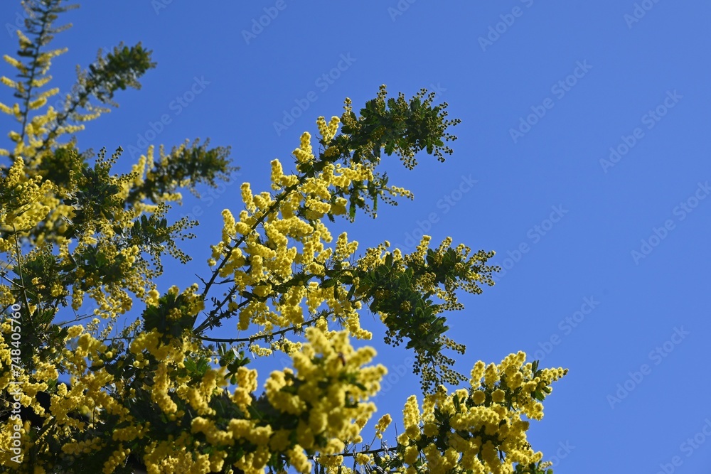 Cootamundra wattle ( Acacia baileyama ) flowers. Fabaceae evergreen tree native to Australia. Blooms many yellow flowers in spring. Cootamundra wattle ( Acacia baileyama ) flowers. Fabaceae evergreen tree native to Australia. Blooms many yellow flowers in spring.