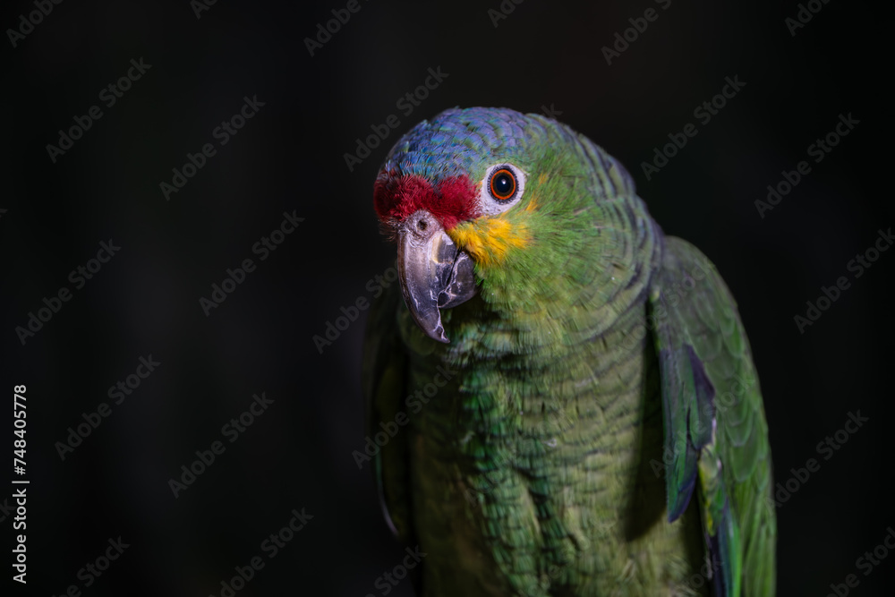 Fototapeta premium loro verde de Chiapas México