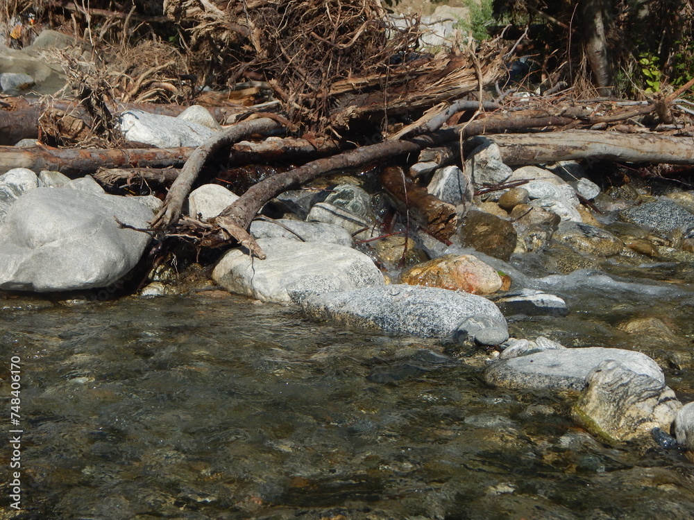 Obraz premium stream in the forest