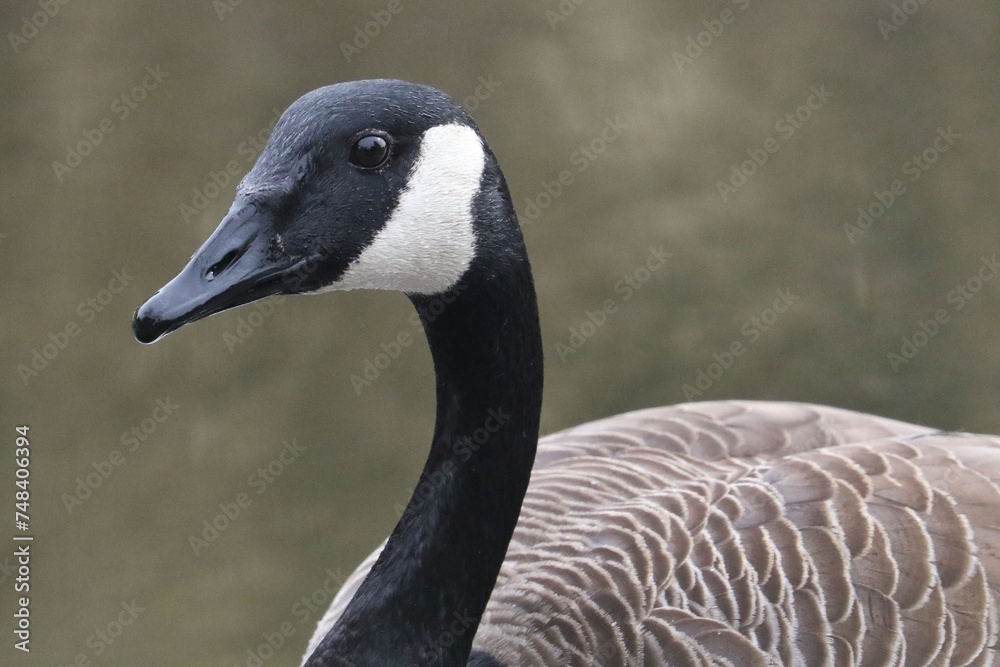 Canadian geese paired up in breeding season being all territorial for nesting spots, Canadian geese paired up in breeding season being all territorial for nesting spots,