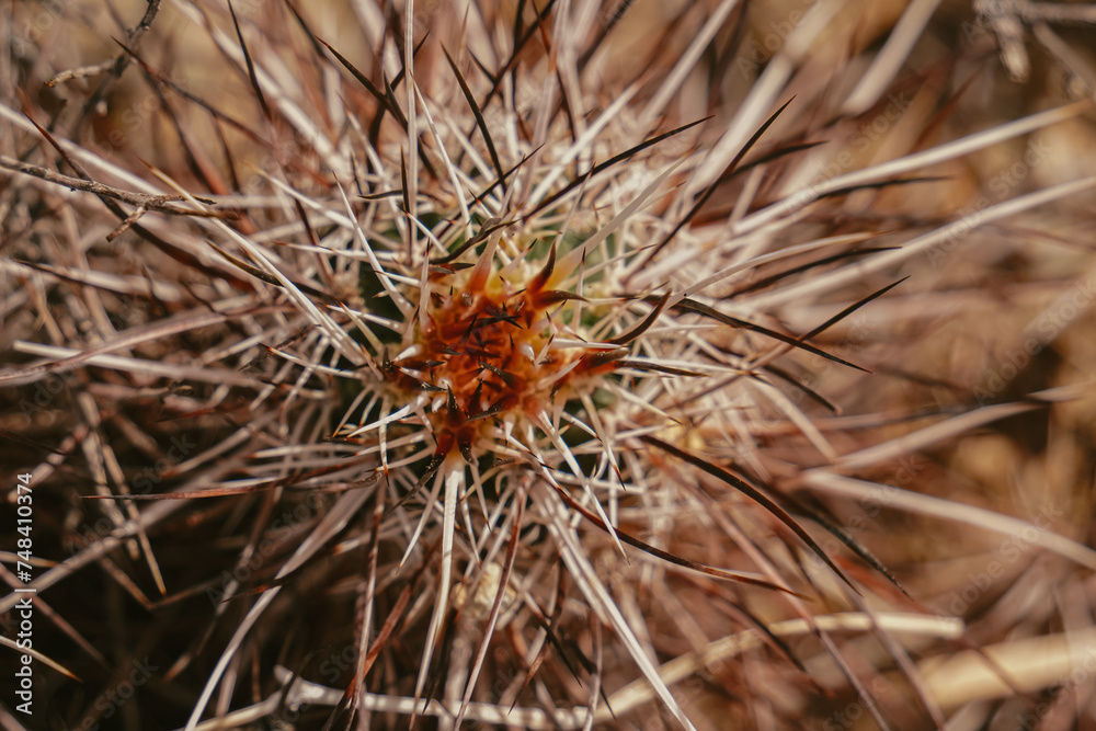 Cactus and needles Cactus and needles