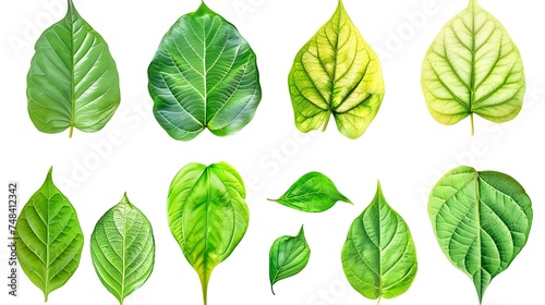 Set of beautiful form green leaves isolated on white background Leaves are beautiful in shape and light : Generative AI © Generative AI