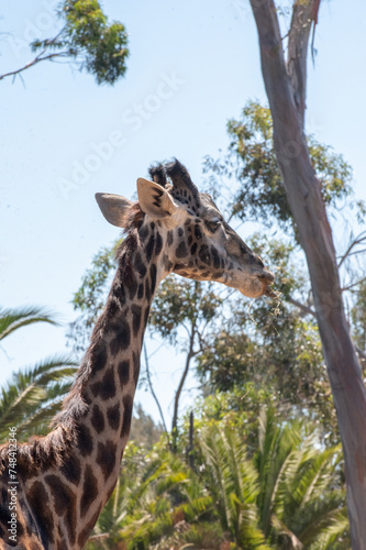 Giraffe walking in the sun with green trees  © Schaefer Photography