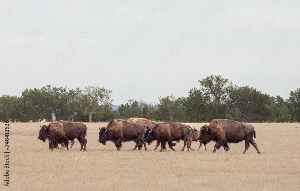 Herd of Buffalo walking