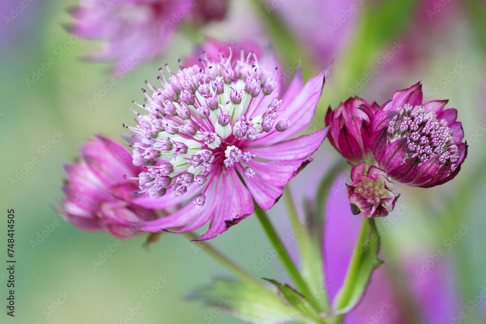 Pink inflorescence of a herbaceous ornamental umbellate plant astrantia close-up.inflorescence, Pink inflorescence of a herbaceous ornamental umbellate plant astrantia close-up.inflorescence,